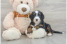 Playful Mini Bernese Poodle Poodle Mix Puppy