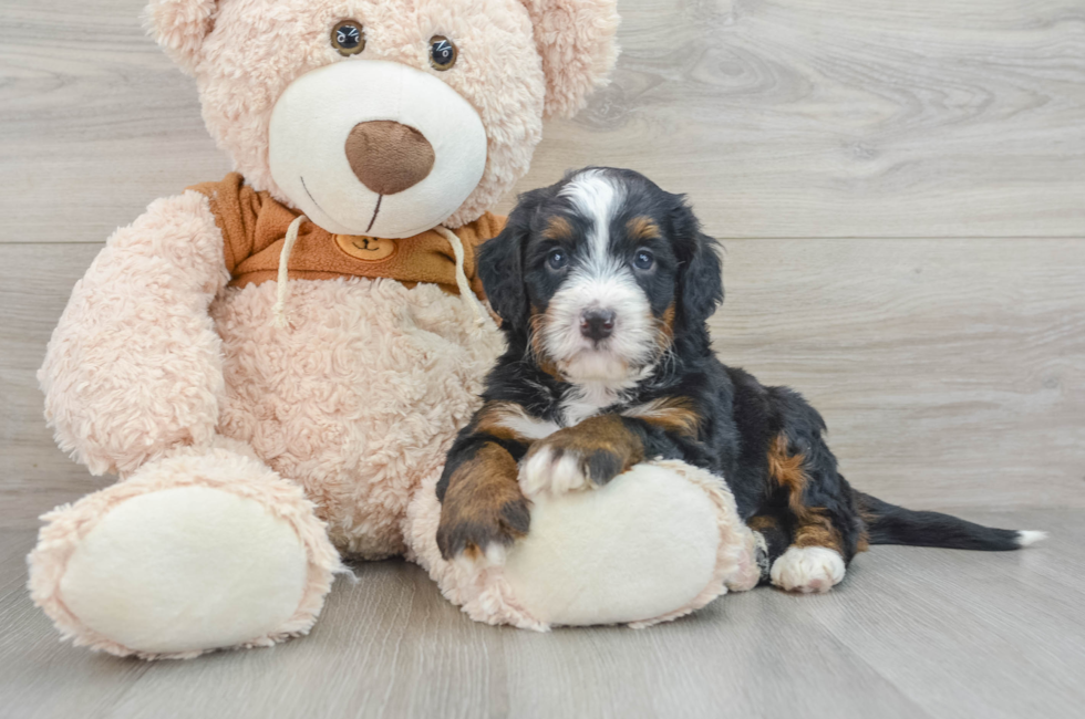 4 week old Mini Bernedoodle Puppy For Sale - Premier Pups