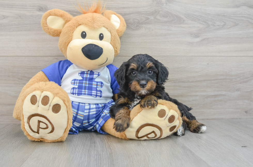 5 week old Mini Bernedoodle Puppy For Sale - Premier Pups