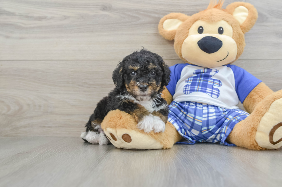 5 week old Mini Bernedoodle Puppy For Sale - Premier Pups