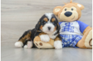 Best Mini Bernedoodle Baby