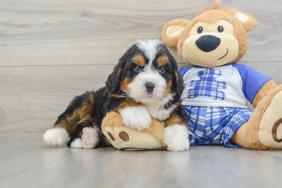 Best Mini Bernedoodle Baby