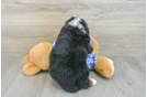 Friendly Mini Bernedoodle Baby