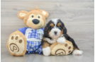 Best Mini Bernedoodle Baby