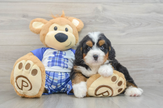 Best Mini Bernedoodle Baby