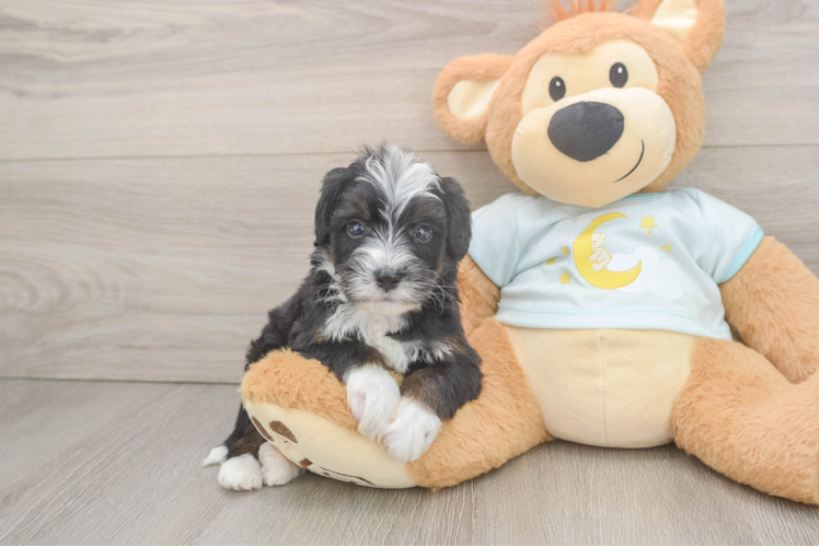 Hypoallergenic Bernadoodle Poodle Mix Puppy
