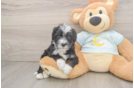 Hypoallergenic Bernadoodle Poodle Mix Puppy