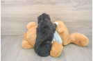Fluffy Mini Bernedoodle Poodle Mix Pup