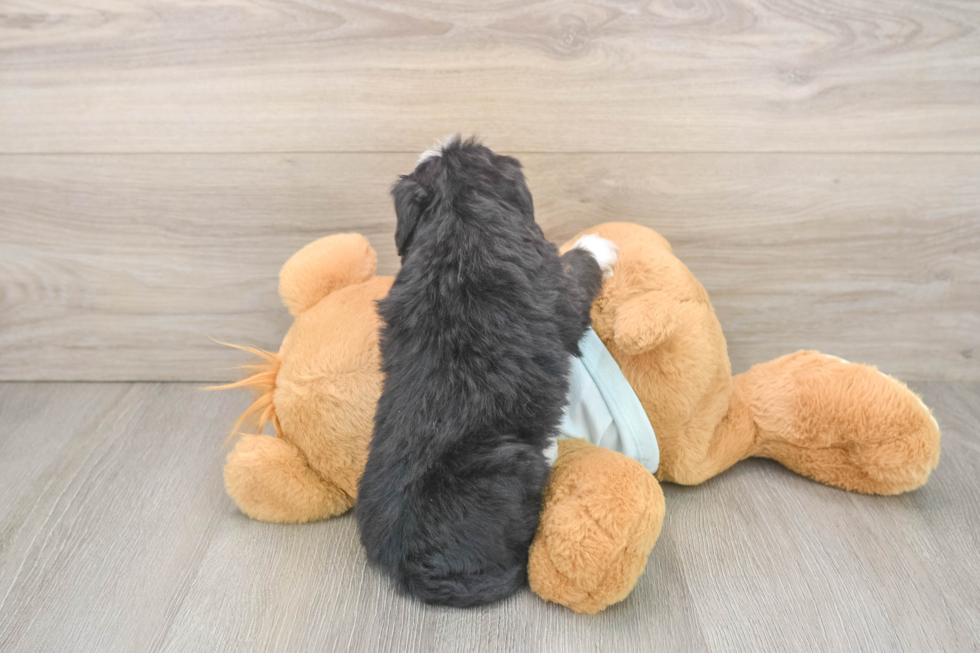 Fluffy Mini Bernedoodle Poodle Mix Pup