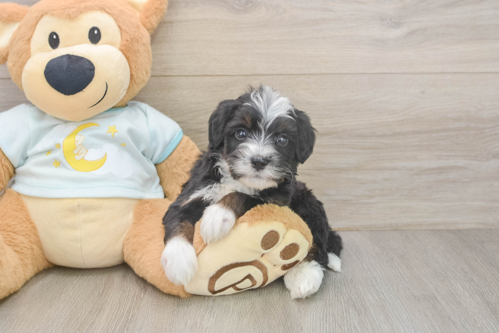 Small Mini Bernedoodle Baby
