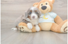 Sweet Mini Bernedoodle Baby