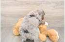 Petite Mini Bernedoodle Poodle Mix Pup