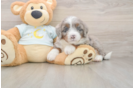 Mini Bernedoodle Pup Being Cute