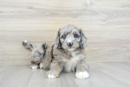 Cute Mini Bernedoodle Baby