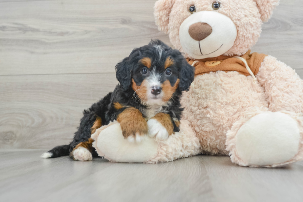 Best Mini Bernedoodle Baby