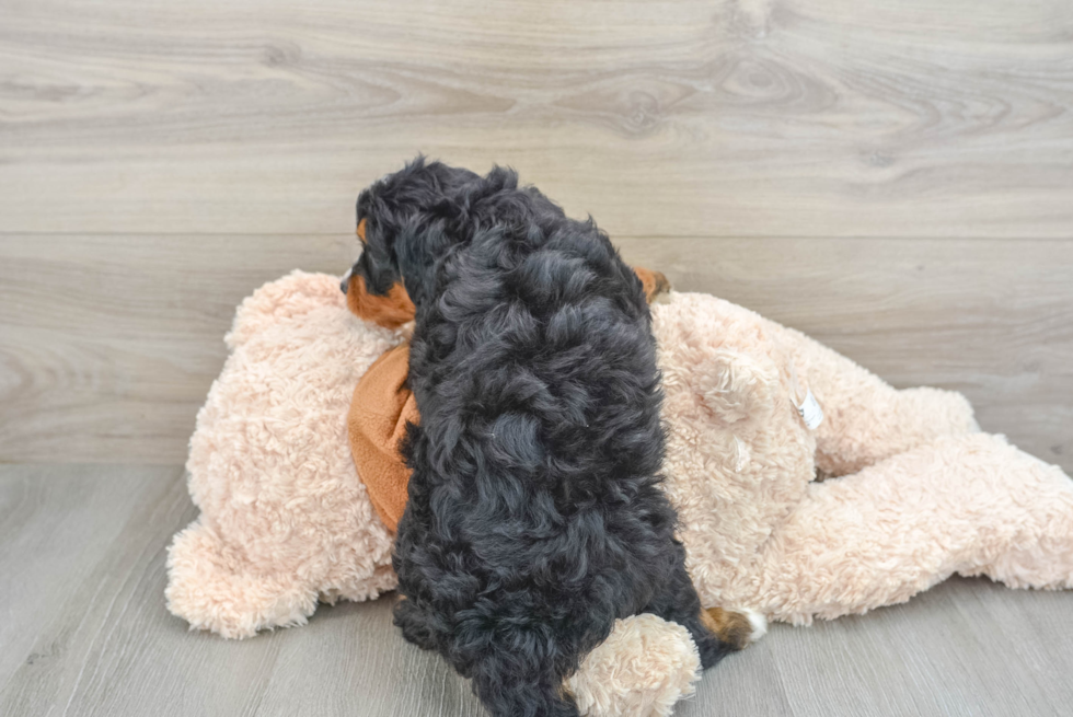 Adorable Mini Berniedoodle Poodle Mix Puppy