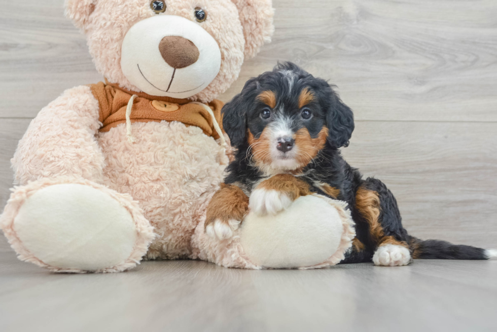 Adorable Mini Berniedoodle Poodle Mix Puppy