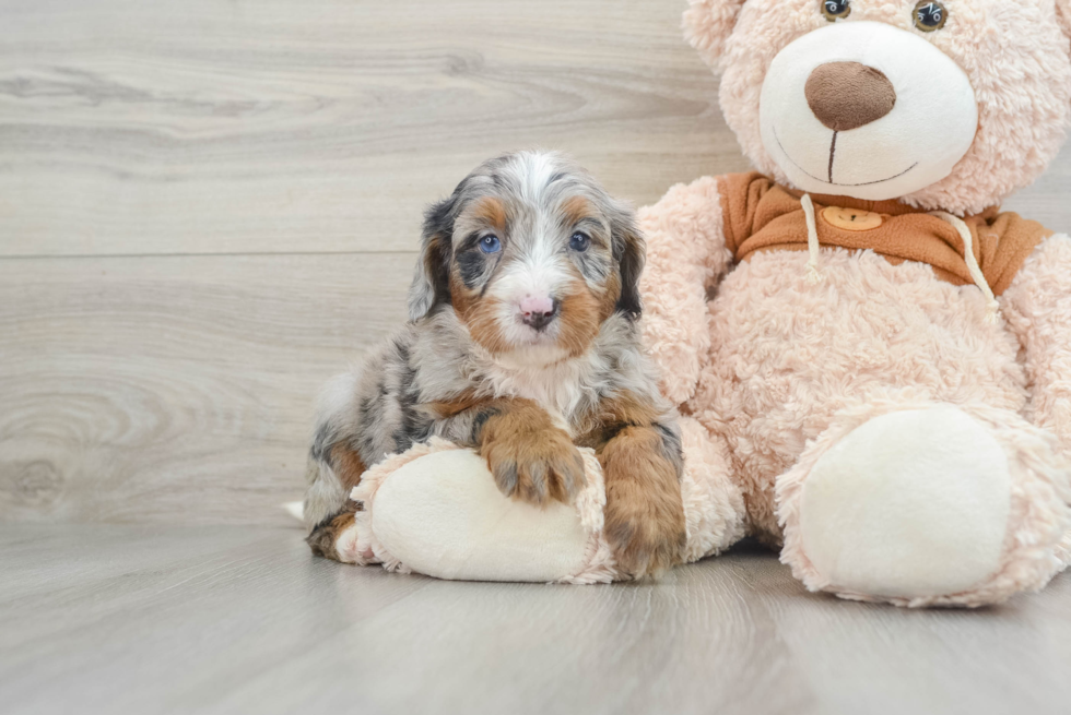 Mini Bernedoodle Puppy for Adoption