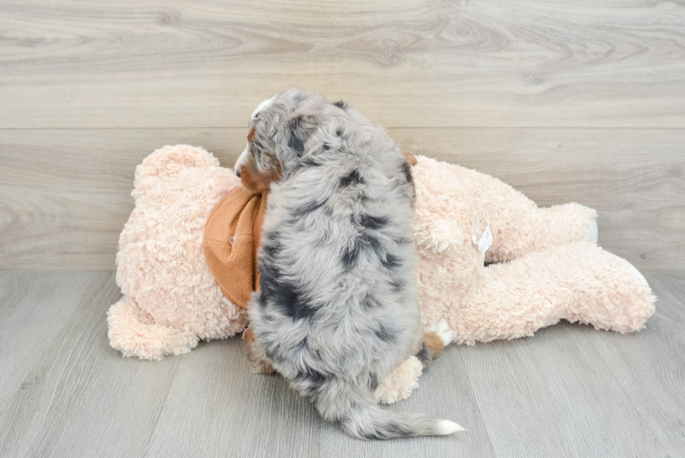 Fluffy Mini Bernedoodle Poodle Mix Pup