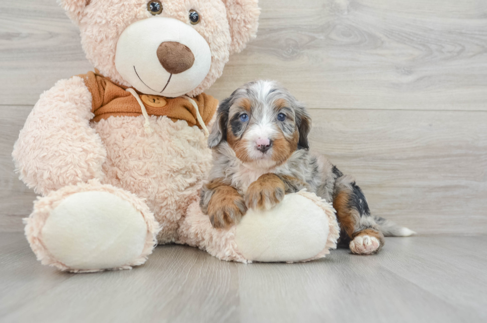 4 week old Mini Bernedoodle Puppy For Sale - Premier Pups