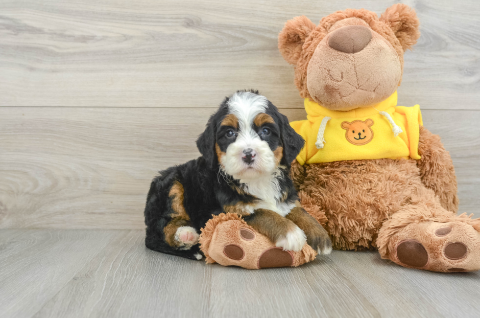 5 week old Mini Bernedoodle Puppy For Sale - Premier Pups