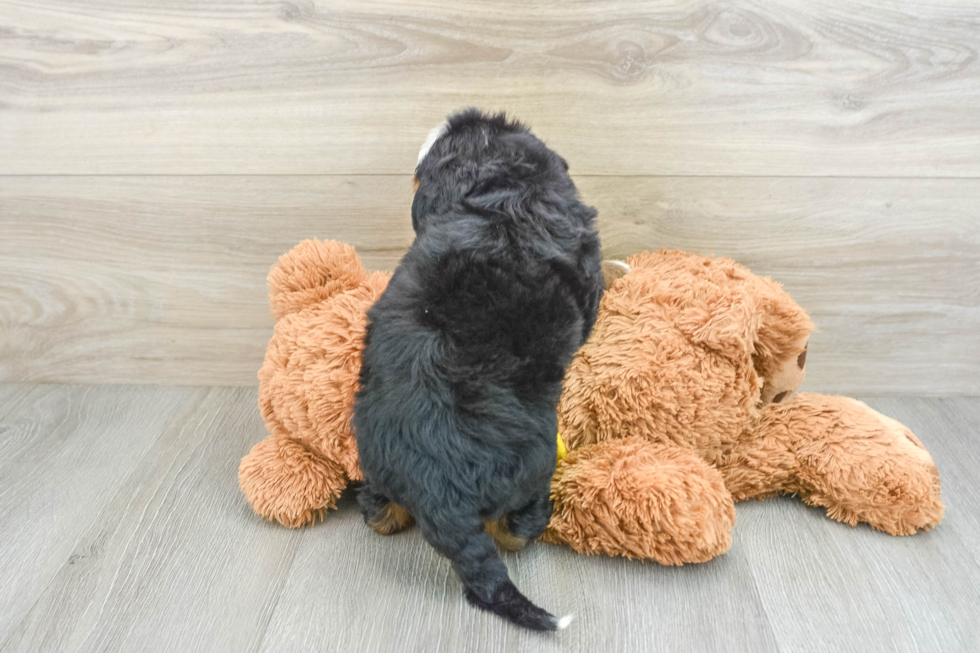 Happy Mini Bernedoodle Baby