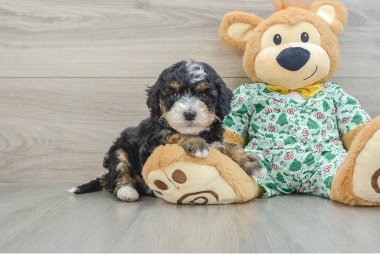 Best Mini Bernedoodle Baby