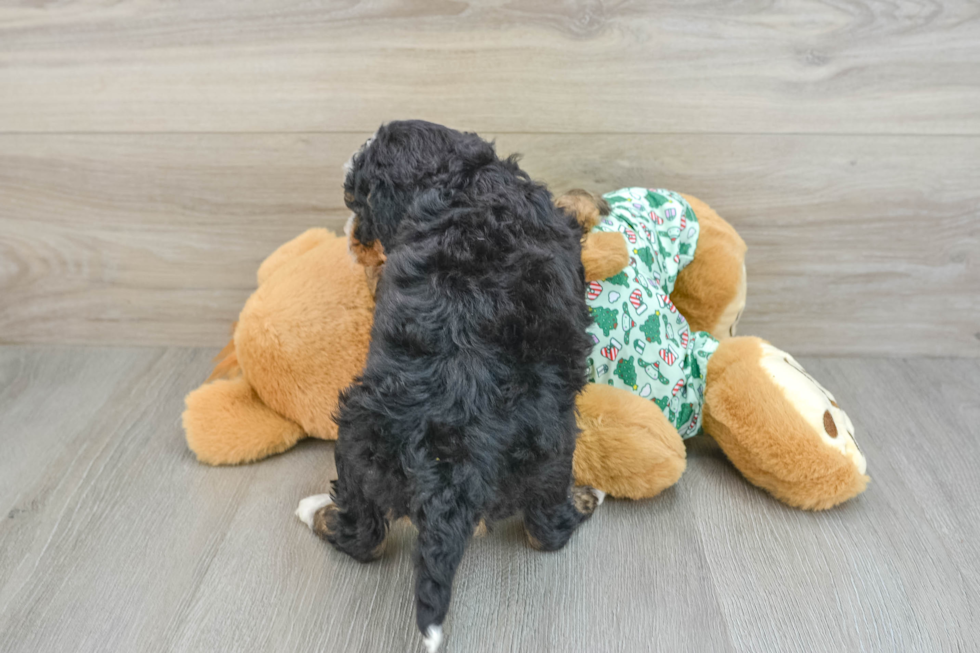 Fluffy Mini Bernedoodle Poodle Mix Pup