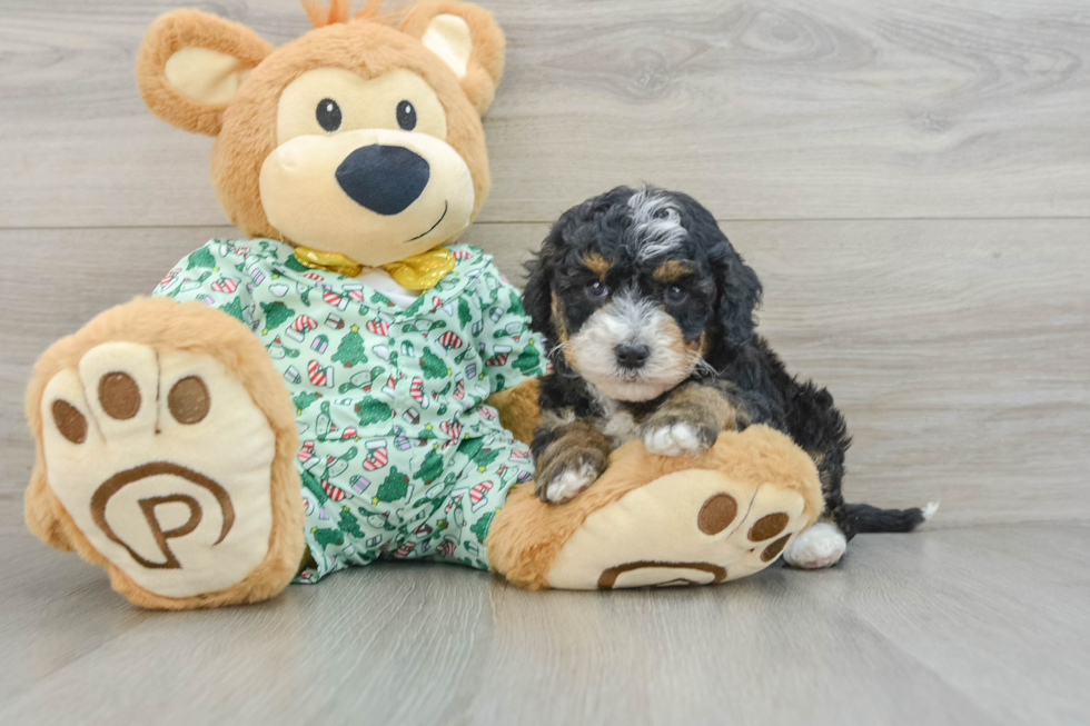 Happy Mini Bernedoodle Baby