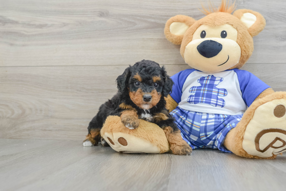 Adorable Mini Bernepoo Poodle Mix Puppy