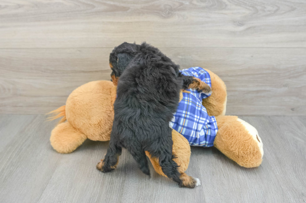 Petite Mini Bernedoodle Poodle Mix Pup