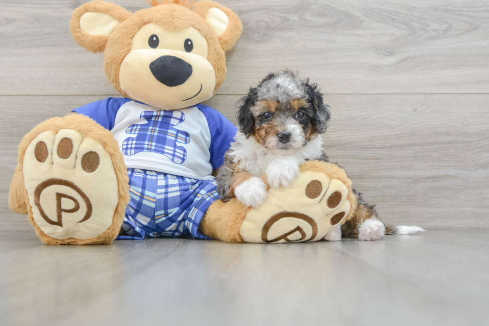 Petite Mini Bernedoodle Poodle Mix Pup