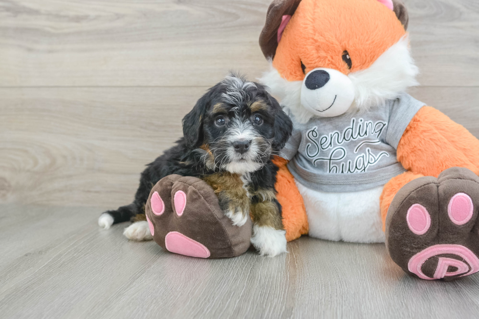 Hypoallergenic Mini Bernepoo Poodle Mix Puppy