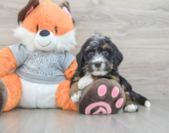 7 week old Mini Bernedoodle Puppy For Sale - Premier Pups