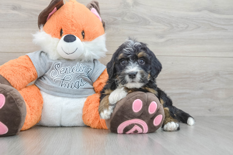 5 week old Mini Bernedoodle Puppy For Sale - Premier Pups