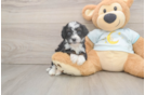 Petite Mini Bernedoodle Poodle Mix Pup