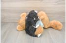 Mini Bernedoodle Pup Being Cute
