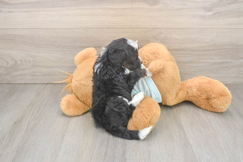 Mini Bernedoodle Pup Being Cute