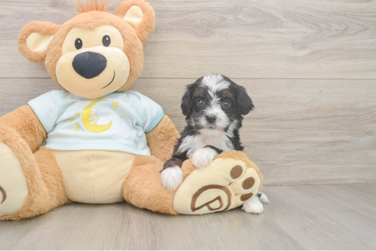 Mini Bernedoodle Pup Being Cute
