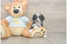 Mini Bernedoodle Pup Being Cute