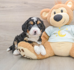 7 week old Mini Bernedoodle Puppy For Sale - Premier Pups