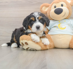6 week old Mini Bernedoodle Puppy For Sale - Premier Pups