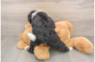 Friendly Mini Bernedoodle Baby
