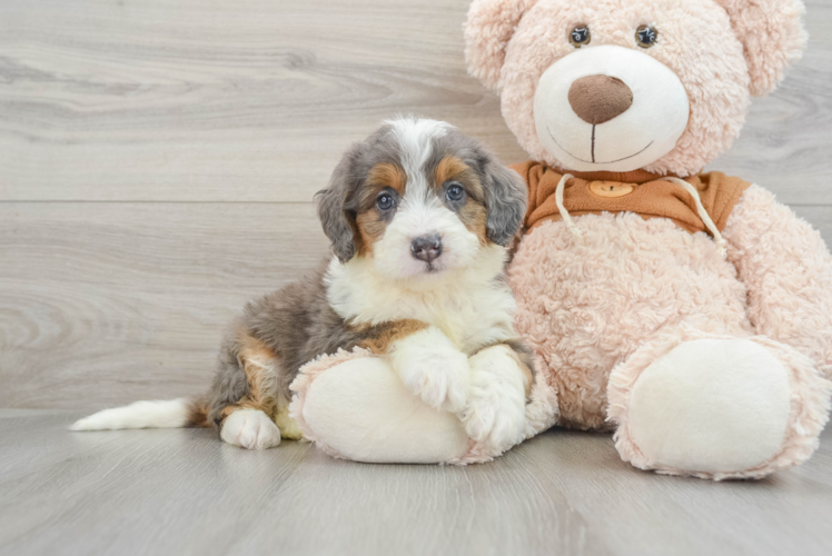 Smart Mini Bernedoodle Poodle Mix Pup