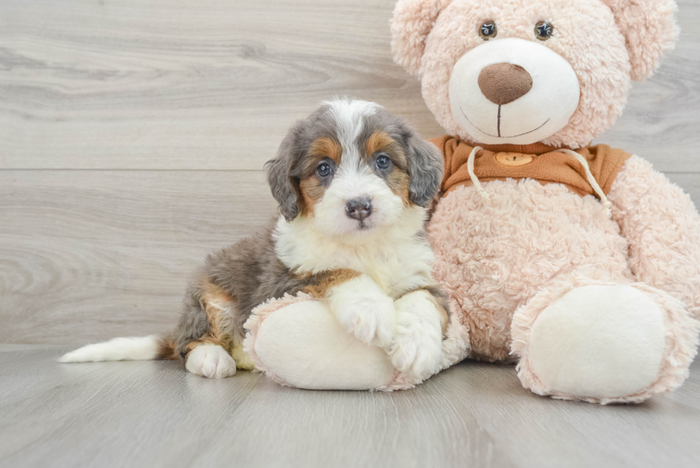 Smart Mini Bernedoodle Poodle Mix Pup