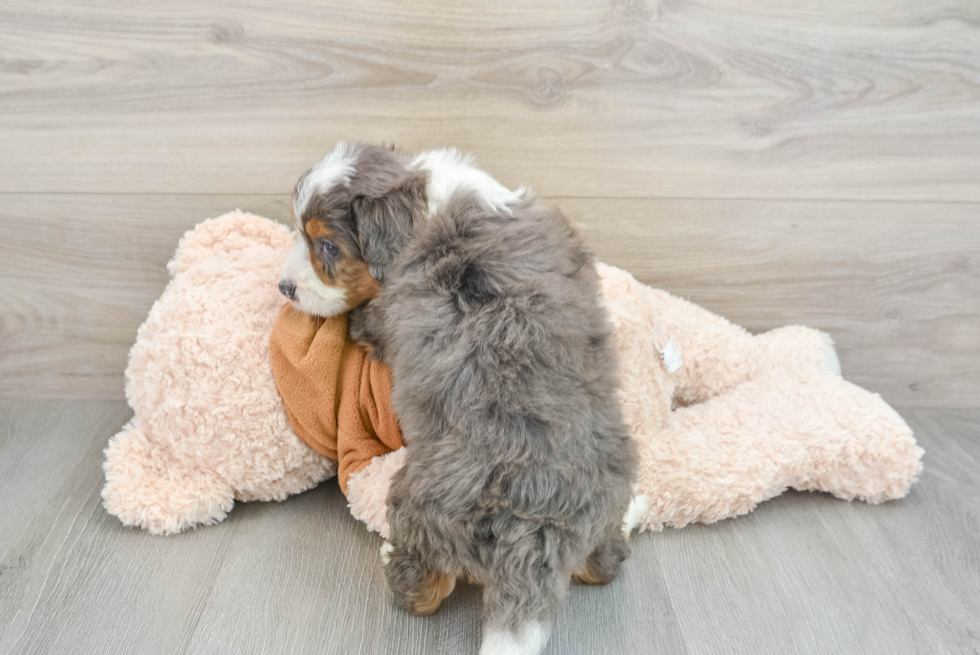 Happy Mini Bernedoodle Baby