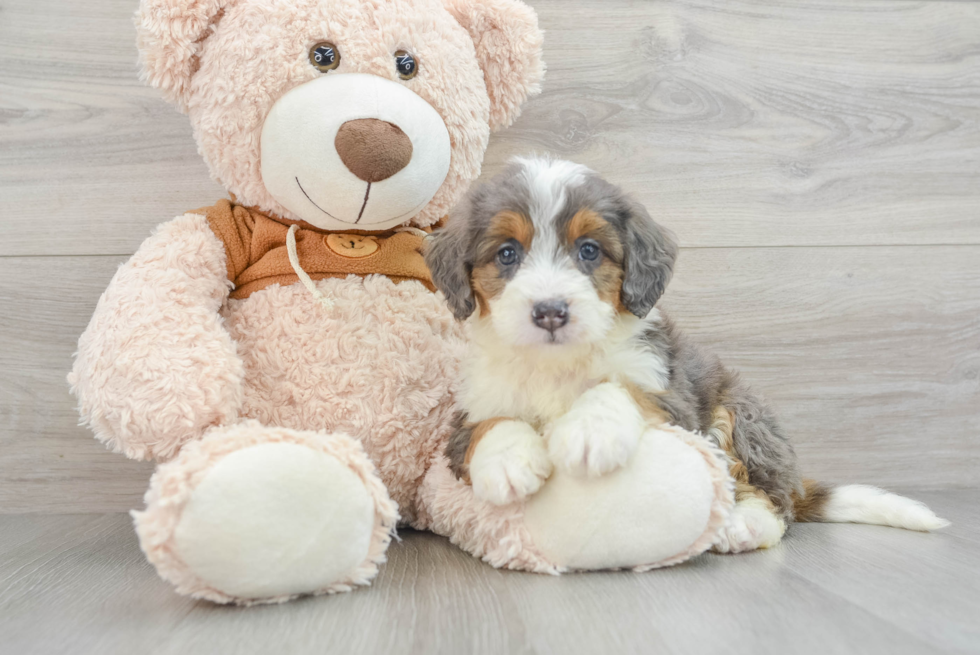 Best Mini Bernedoodle Baby