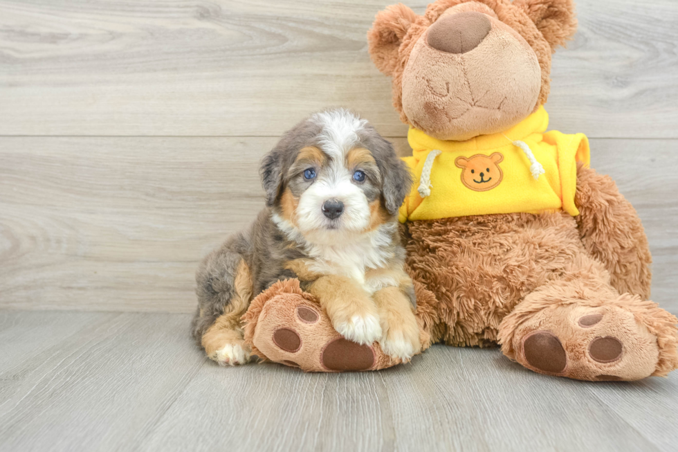 Mini Bernedoodle Pup Being Cute