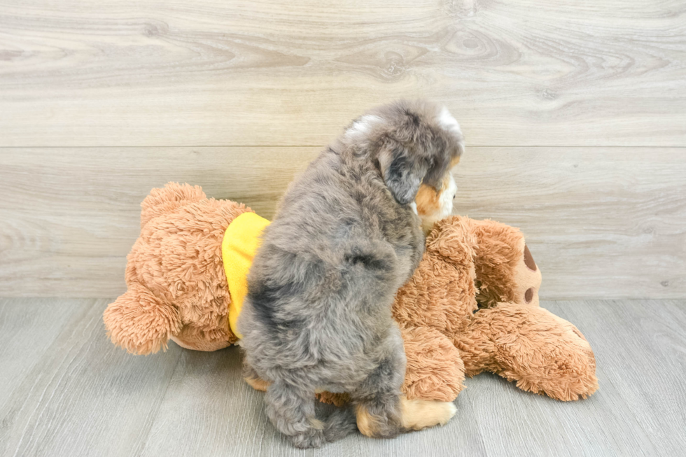 Mini Bernedoodle Pup Being Cute