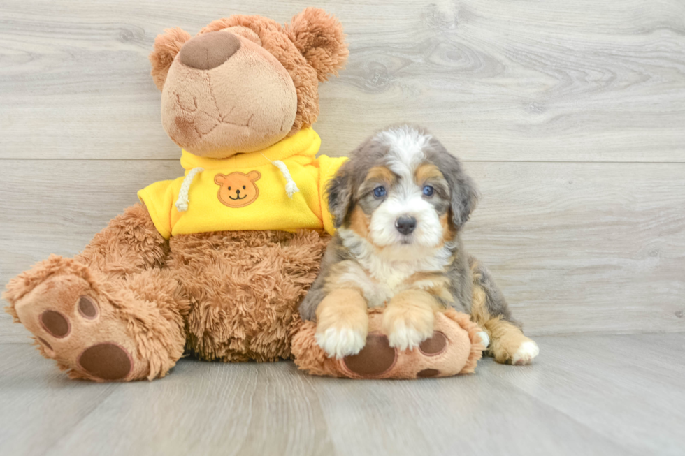 Popular Mini Bernedoodle Poodle Mix Pup